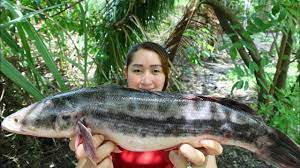 Giant Snakehead Fish Grilling With Mango Pickle Eating Delicious Cooking With Sros Youtube Snakehead Fish Fish Mango