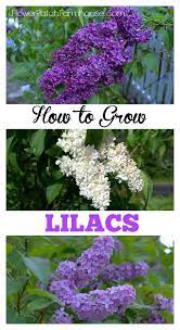 How To Grow Lilacs Its Easier Than You Think Plants Garden Shrubs Planting Flowers