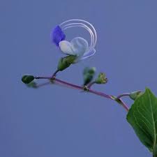 Image result for Rotheca myricoides