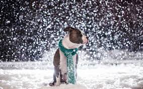 Wenn ihr sofort ein hintergrundbild, desktop bild oder wallpaper auf eurem monitor als bildschirmintergrund sehen möchtet, ist. Tiere Im Winter Hintergrundbilder Hd Hintergrundbilder