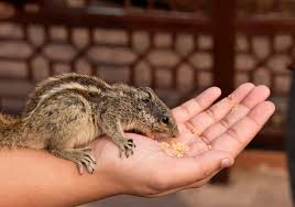 These exotic and seemingly weird pets have actually found a way into people's homes. Breeders And Sellers Exotic Pets
