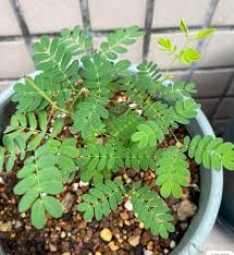 Image result for Acacia burkei