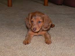 Browse thru dachshund puppies for sale near smithville, tennessee, usa area listings on puppyfinder.com to find your perfect puppy. Akc Miniature Dachshunds Long Haired Chocolate Dapple Girl Puppy For Sale In Knoxville Tennessee Classified Americanlisted Com