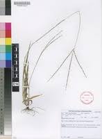 Image result for Digitaria ternata