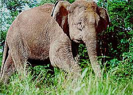 Their thin, short legs are about the diameter of an average pencil. Fauna Of Indonesia Wikipedia