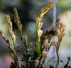 Image result for Sopubia lanata