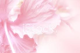 Questo rose sfondi offre rose immagini e rose immagini gratis scarica. Dolci Fiori In Stile Morbido Per Sfondo Fotografie Stock Freeimages Com
