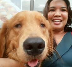 Oro the golden retriever's secret happy place location