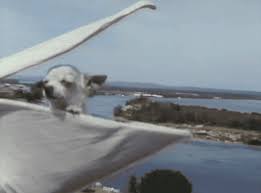 Upsetting Day: The Wonderful World of Dogs 🌭 - 1900HOTDOG