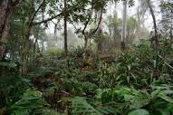 Kona Cloud Forest Sanctuary - All You Need to Know BEFORE You Go ...