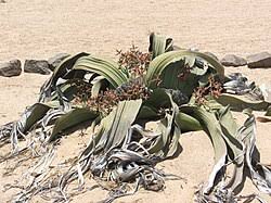 Image result for Pandiaka welwitschii