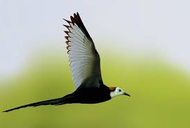 Pheasant Tailed Jacana Pheasant Courser Bird Wings