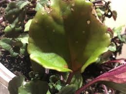 It seems to have fared just as well over the decades, and makes for a nice contrast. Help Brown Spots On Purple Swedish Ivy