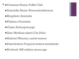 Puffer Fish Meredith Snyder Ppt Download