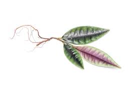 Image result for Tricalysia sp. E