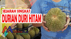 We did not find results for: Mengenal Durian Duri Hitam Alias Black Thorn Atau Durian Ochee Youtube