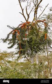 Image result for Phragmanthera