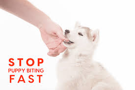 Kathy santo, dog trainer and columnist for akc family dog, suggests again, if they continue to nip, stop the play session immediately. Stop Puppy Biting Fast With These 10 Tips Pupford