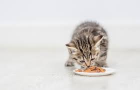 Kitten Eating Food Plate Home Empty Kitten Cats Purina