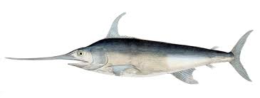 Swordfish Wikipedia