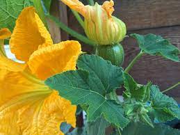 Free for commercial use no attribution required high quality images. No Female Pumpkin Flowers Reasons Why