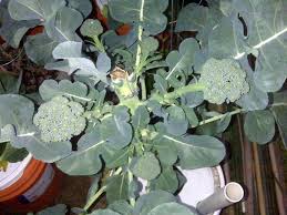 Green comet is a variety of broccoli that is harvested 55 days after planting and is tolerant of heat. Photo Of The Entire Plant Of Broccoli Brassica Oleracea Green Comet Posted By Gymgirl Garden Org