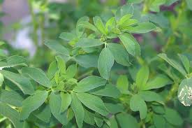 Image result for Medicago laciniata