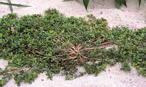 A hand lens or magnifying glass for examining small isely, d. Common Texas Weeds Photos And Identification Green Bee
