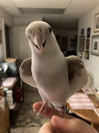 CORNELIUS 2024!! : r/cockatiel