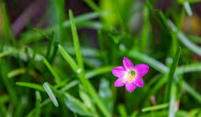 Image result for Zephyranthes minuta