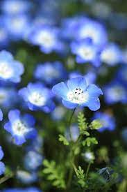 Pin On Flower