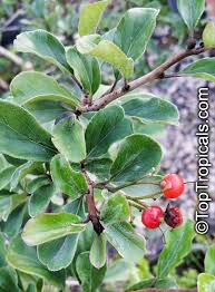 Image result for Ehretia rigida