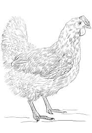 For children, the chicken and the cockerel are close and familiar characters. Realistic Hen Coloring Page Free Printable Coloring Pages For Kids