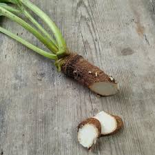 Image result for Crambe