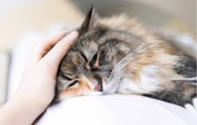 Tumors in dogs and cats can arise from a variety of factors. Cancer In Cats 10 Warning Signs To Look Out For Modern Cat