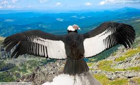 There aren't very many animals that live at high elevations. Mountain Animals List Facts On Animals That Live On Mountains