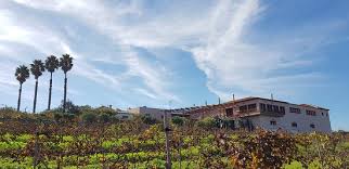 El bodegas el lomo disponemos de más de 2.000 m2 de instalaciones y hemos diseñado un completo catálogo de experiencias para sumergirse en el mundo del vino canario. Really Good Review Of Bodega El Lomo Tegueste Spain Tripadvisor