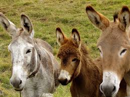 5,952 likes · 310 talking about this. 10 Types Of Donkey Breeds With Pictures Pet Keen