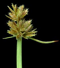Image result for Cyperus squarrosus