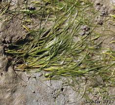 Image result for Zosteraceae