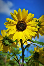 We did not find results for: 33 Best Sunflower Fields Near Me Top Sunflower Fields Mazes In The U S
