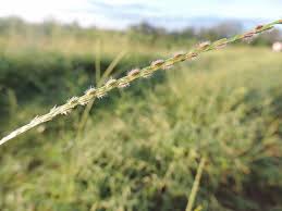 Image result for Anthephora