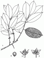 Image result for Bridelia micrantha