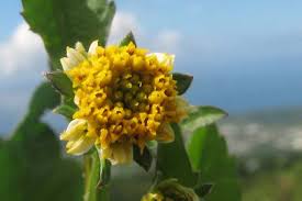 Image result for Bidens sp.no.1