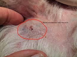 Image result for mastocytoma in dogs