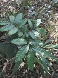 Image result for Trichilia