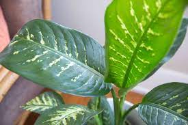 Give the plant lots of indirect light or grow outside in speckled shady areas of zones 11 and 12. Dieffenbachia Dumb Cane Plant Care Growing Guide