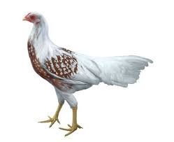  19 Ide Assel Shamo Ayam Kandang Ayam Ternak Ayam