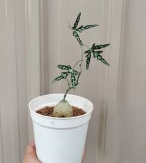 Image result for Adenia kirkii