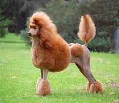 Vet checked fully vaccinated wormed we have 8 standard poodle pups ready for their forever home. Royal Hawaiian Rich Red Rare Standard Poodles Lineage Of Champions
